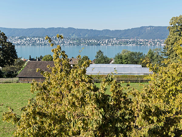 Bild der Aussicht auf den Zürichsee
